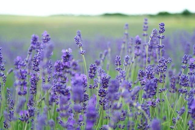 Fragrance Spotlight! Lavender Sage no.28 - Pour & Penchant