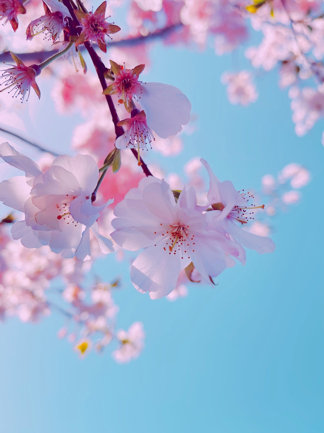 Pink cherry blossoms in bloom against a light blue sky