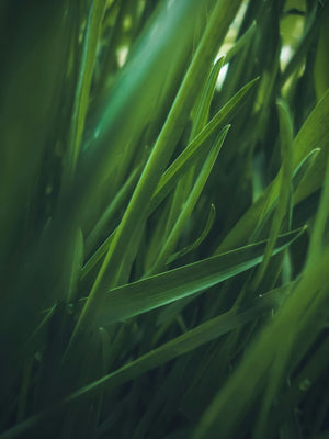 Close up of fresh, green, spring grass