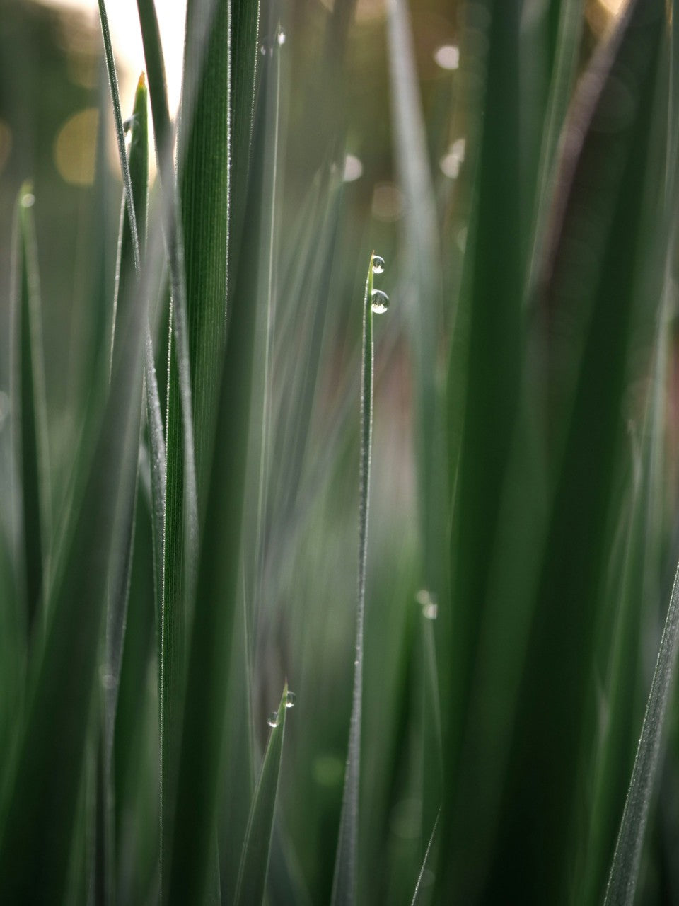 New blades of green grass with water drops