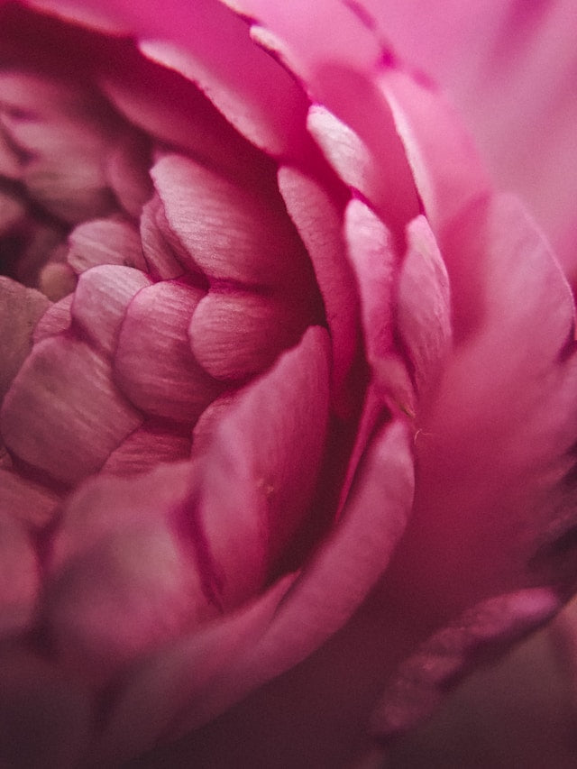 Close up of a dark rose flowering